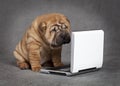Shar-Pei puppy dog with DVD player Royalty Free Stock Photo