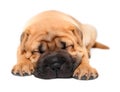 Shar pei puppy dog sleeping