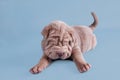 Shar-pei puppy dreaming sweetly Royalty Free Stock Photo