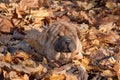 The shar-pei puppy hides in the autumn foliage.