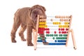 Shar-pei puppy is learning to count with Abacus Royalty Free Stock Photo