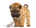 Shar Pei puppy looking down at a Hairless mouse Royalty Free Stock Photo