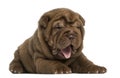 Shar Pei puppy lying down, panting, isolated Royalty Free Stock Photo