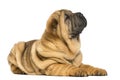 Shar pei puppy lying down (11 weeks old)