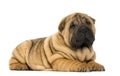 Shar pei puppy lying down (11 weeks old)