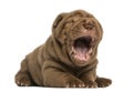 Shar Pei puppy lying down, yawning, isolated