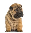 Shar Pei puppy, 2 months old, sitting Royalty Free Stock Photo