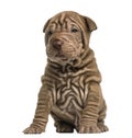 Shar Pei puppy sititng