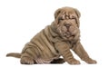 Shar Pei puppy sitting, looking at the camera Royalty Free Stock Photo