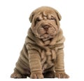 Shar Pei puppy sitting, looking at the camera Royalty Free Stock Photo