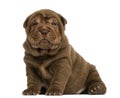 Shar Pei puppy sitting, looking at the camera, Royalty Free Stock Photo