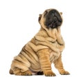 Shar pei puppy sitting and looking up (11 weeks old) Royalty Free Stock Photo