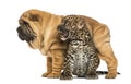 Shar pei puppy standing over a roaring spotted Leopard cub Royalty Free Stock Photo