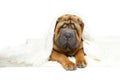 Shar pei puppy under plaid Royalty Free Stock Photo