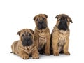 Shar pei pups on white background