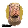 Shar Pei purebred type of dog originated from China digital art. Isolated watercolor portrait of pet close up, animal Royalty Free Stock Photo