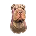 Shar Pei purebred type of dog originated from China digital art. Isolated watercolor portrait of pet close up, animal profile and Royalty Free Stock Photo