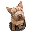 Shar Pei purebred type of dog originated from China digital art. Isolated watercolor portrait of pet close up, animal