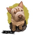 Shar Pei purebred type of dog originated from China digital art. Isolated watercolor portrait of pet close up, animal Royalty Free Stock Photo