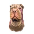 Shar Pei purebred type of dog originated from China digital art. Isolated watercolor portrait of pet close up, animal profile and Royalty Free Stock Photo