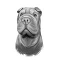 Shar Pei purebred type of dog originated from China digital art. Isolated watercolor portrait of pet close up, animal profile and