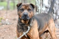 Shar Pei Rottweiler mix breed dog outside on leash Royalty Free Stock Photo