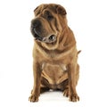 Shar pei sitting in the white studio and looking at right