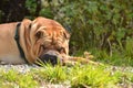 Shar Pei sleeping in a park in a sunny day Royalty Free Stock Photo