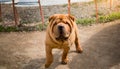 A brown Shar-Pei enjoys the day