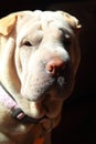 Shar pei in sun Royalty Free Stock Photo