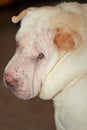 Shar pei in sun Royalty Free Stock Photo