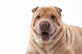 Shar Pei dog on white background