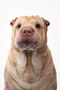 Shar Pei dog on white background