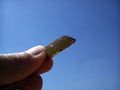 A shard of dark brown bottle glass in a woman`s hand. Transparent colored glass as a filter when looking at the sky. Glare of Royalty Free Stock Photo