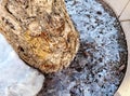 Shards of frozen ice on tree bed