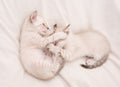 Share love. Cozy home. Small cute kittens relax on white sheets. Baby cat. Cute white kittens. Tender and lovely. White