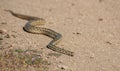 Share the trail with a Gopher snake