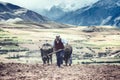 Sharecropper plowing a field for potatoes, Maras, Urubamba Valley, Peru