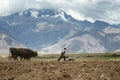 Sharecropper plowing a field for potatoes