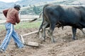 Sharecropper plowing a field for potatoes