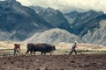 Sharecroppers plowing a field for potatoes, Urubamba Valley, Peru