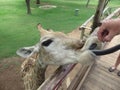 Sharing is caring. Feeding Giraffe. wild animal. Black tongue out. Closeup wildlife. love