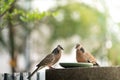 Sharing food to birds, two pigeons eating