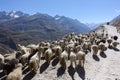 Livestock-mountain sheep and goats compliment the beautiful landscape on Himachal Pradesh roads, India.