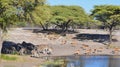 Sharing a watering hole in Namibia Africa Royalty Free Stock Photo