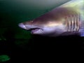 Shark Royalty Free Stock Photo