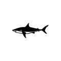 Shark silhouette. Monochrome illustration of stylized shark. isolated on white background