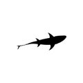 Shark silhouette. Monochrome illustration of stylized shark. isolated on white background