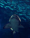 Shark Royalty Free Stock Photo
