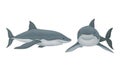 Shark as Elasmobranch Fish with Pectoral Fins and Cartilaginous Skeleton Vector Set